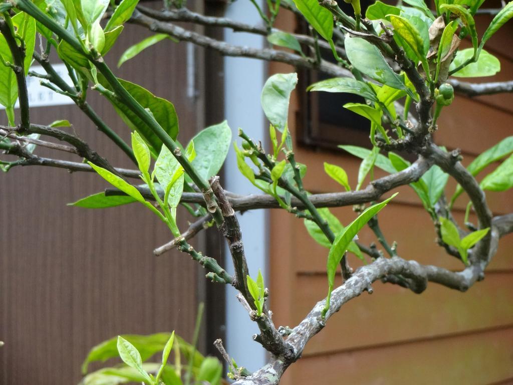 ホテルFunamiso 八丈町 エクステリア 写真